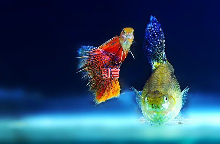 如何通过风水提升店铺财运和客流量