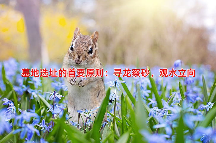 墓地选址的首要原则：寻龙察砂，观水立向