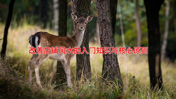 改善店铺风水的几种简单有效方法