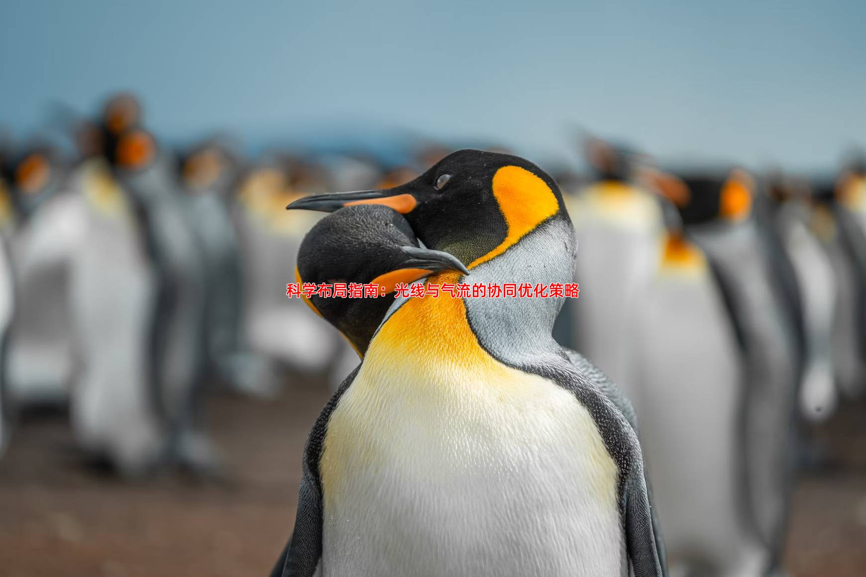 科学布局指南：光线与气流的协同优化策略
