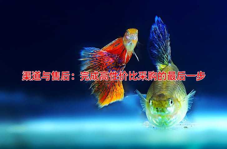 渠道与售后：完成高性价比采购的***后一步