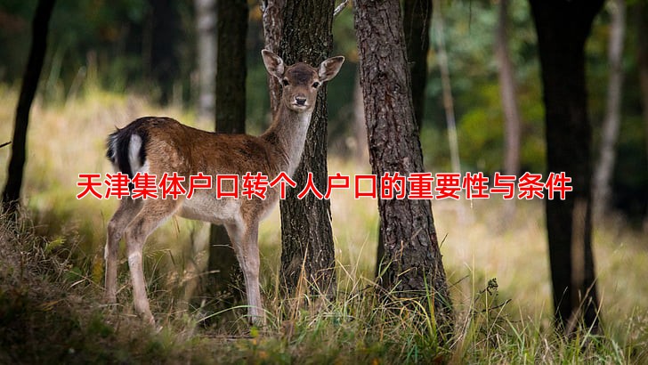 天津集体户口转个人户口的重要性与条件