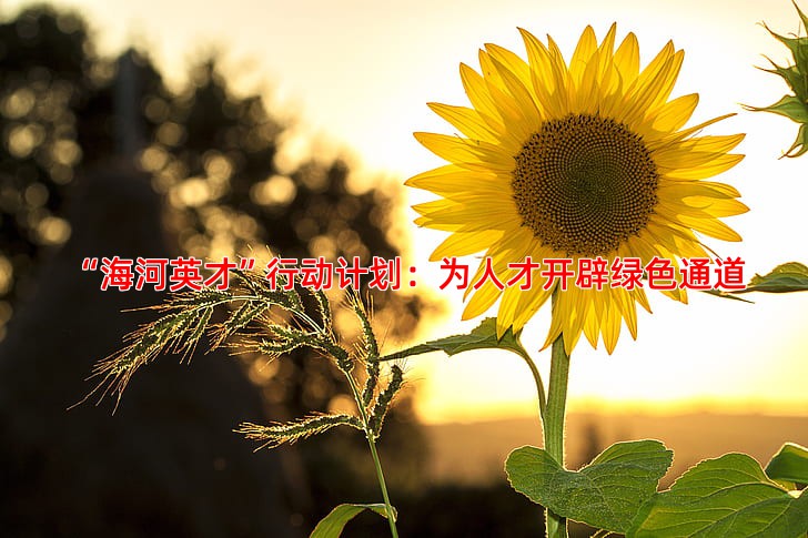 “海河英才”行动计划：为人才开辟绿色通道