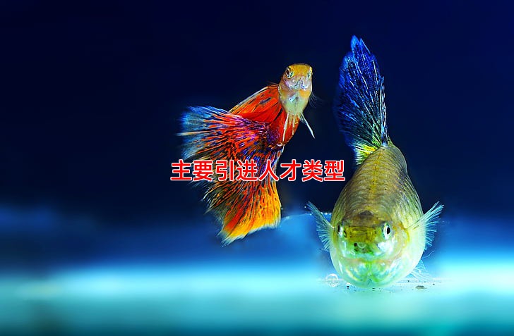 主要引进人才类型