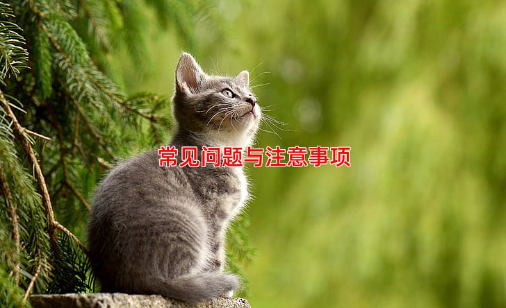 常见问题与注意事项
