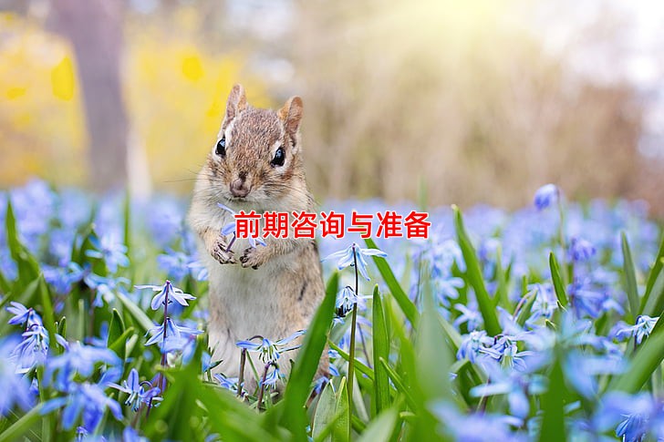 前期咨询与准备