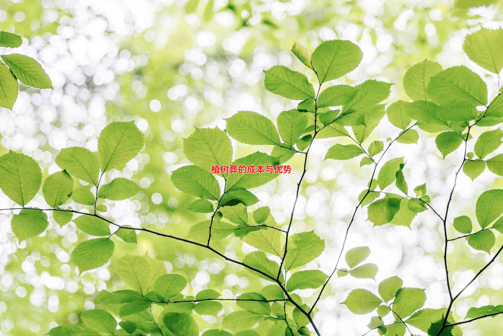 植树葬的成本与优势