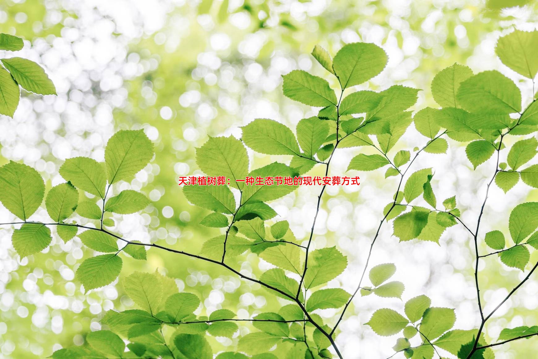 天津植树葬：一种生态节地的现代安葬方式