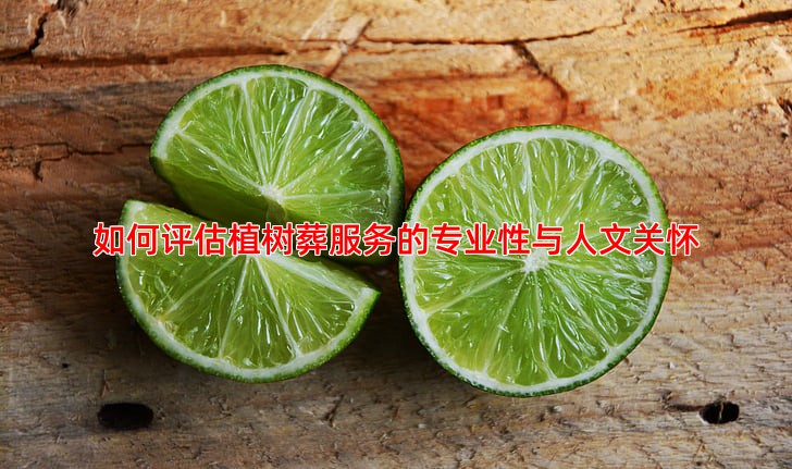 如何评估植树葬服务的专业性与人文关怀