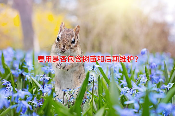 费用是否包含树苗和后期维护？
