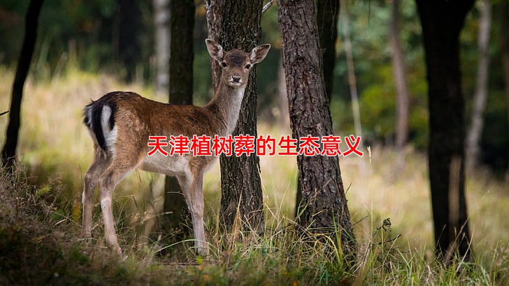 天津植树葬的生态意义