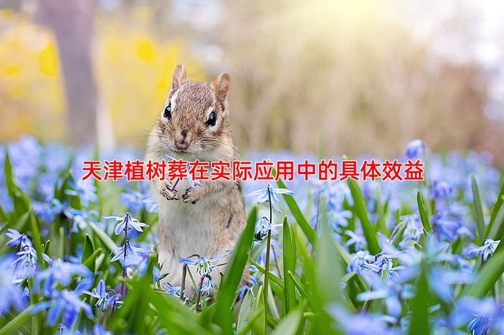 天津植树葬在实际应用中的具体效益