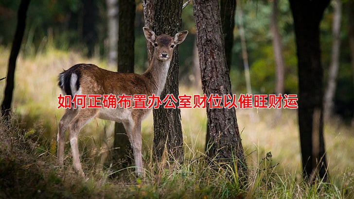 如何正确布置办公室财位以催旺财运