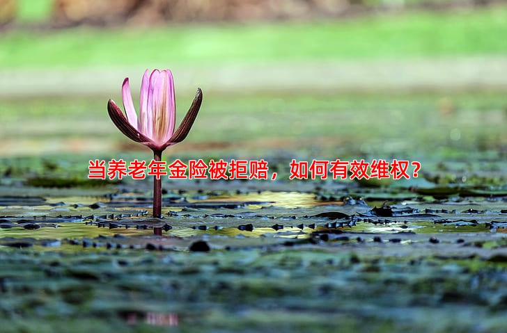当养老年金险被拒赔，如何有效维权？