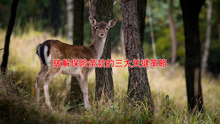 破解保险条款的三大关键策略