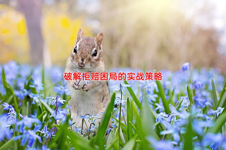 破解拒赔困局的实战策略