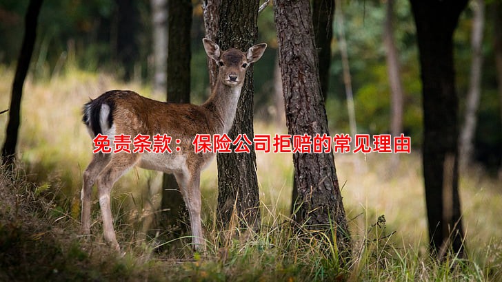 免责条款：保险公司拒赔的常见理由