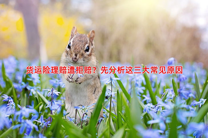 货运险理赔遭拒赔？先分析这三大常见原因