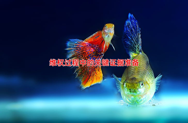 维权过程中的关键证据准备