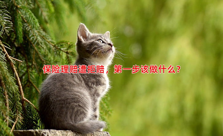 保险理赔遭拒赔，步该做什么？