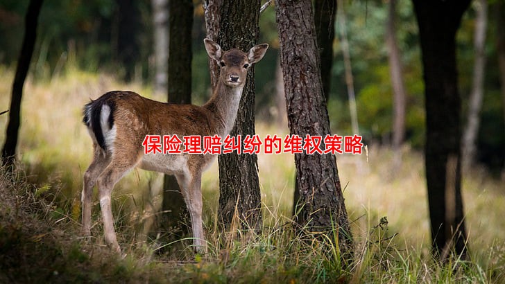 保险理赔纠纷的维权策略