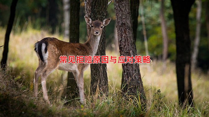 常见拒赔原因与应对策略