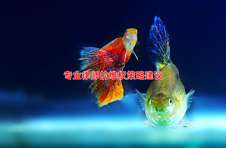 专业律师的维权策略建议