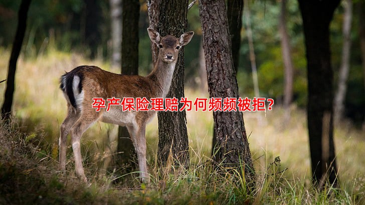 孕产保险理赔为何频频被拒？