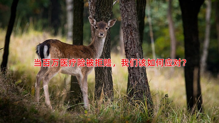 当百万医疗险被拒赔，我们该如何应对？
