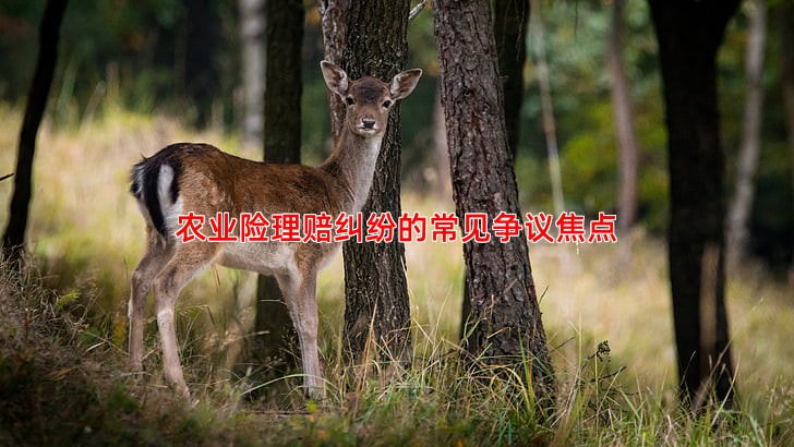 农业险理赔纠纷的常见争议焦点