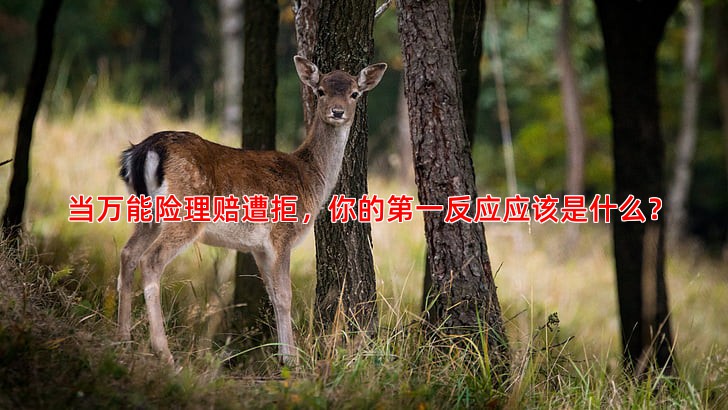 当万能险理赔遭拒，你的反应应该是什么？