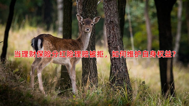 当理财保险分红险理赔被拒，如何维护自身权益？