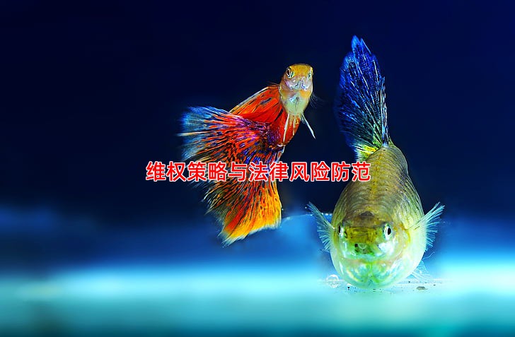 维权策略与法律风险防范