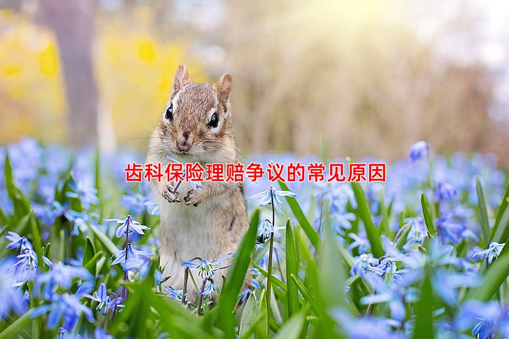 齿科保险理赔争议的常见原因
