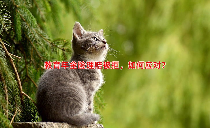 教育年金险理赔被拒，如何应对？