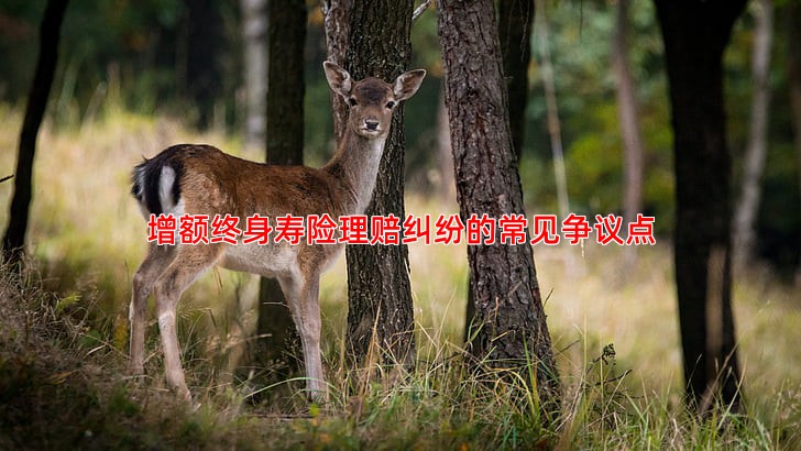 增额终身寿险理赔纠纷的常见争议点