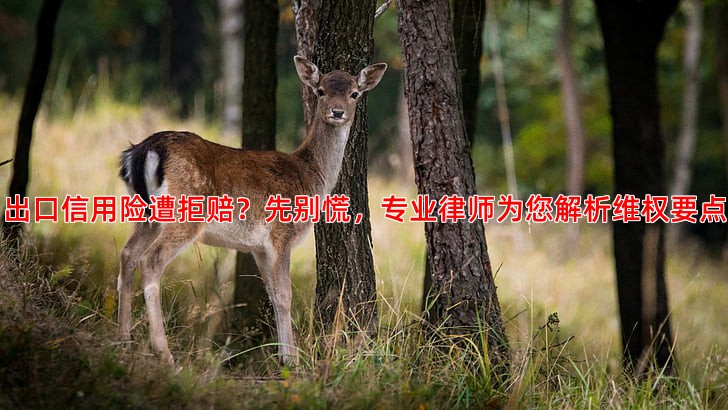 出口信用险遭拒赔？先别慌，专业律师为您解析维权要点