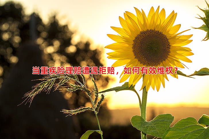 当重疾险理赔遭遇拒赔，如何有效维权？