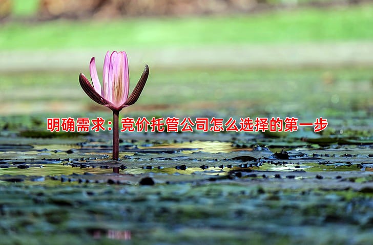 选择竞价托管公司必读，如何确保广告投放效果持续提升