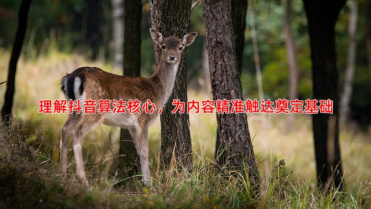 揭秘抖音算法机制让你的推广内容精准触达用户