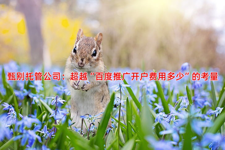竞价账户托管公司怎么选，效果好的服务商具备哪些特点