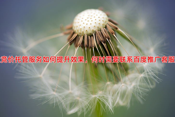 竞价托管服务效果对比，专业公司与自行操作差异在哪里
