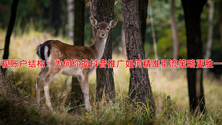 审视账户结构：为何你的抖音推广如何精准引流策略更胜一筹