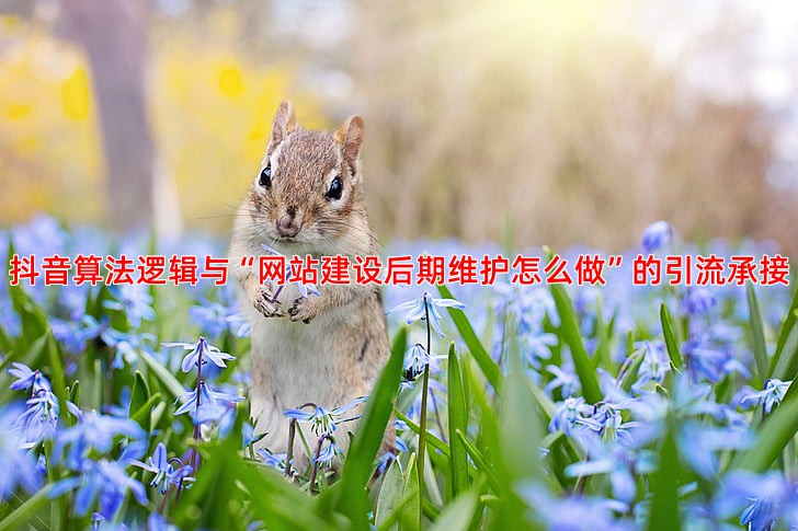 揭秘抖音算法助力企业实现精准引流的方法