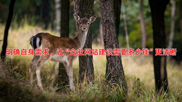 网站建设服务商众多，如何辨别专业与靠谱