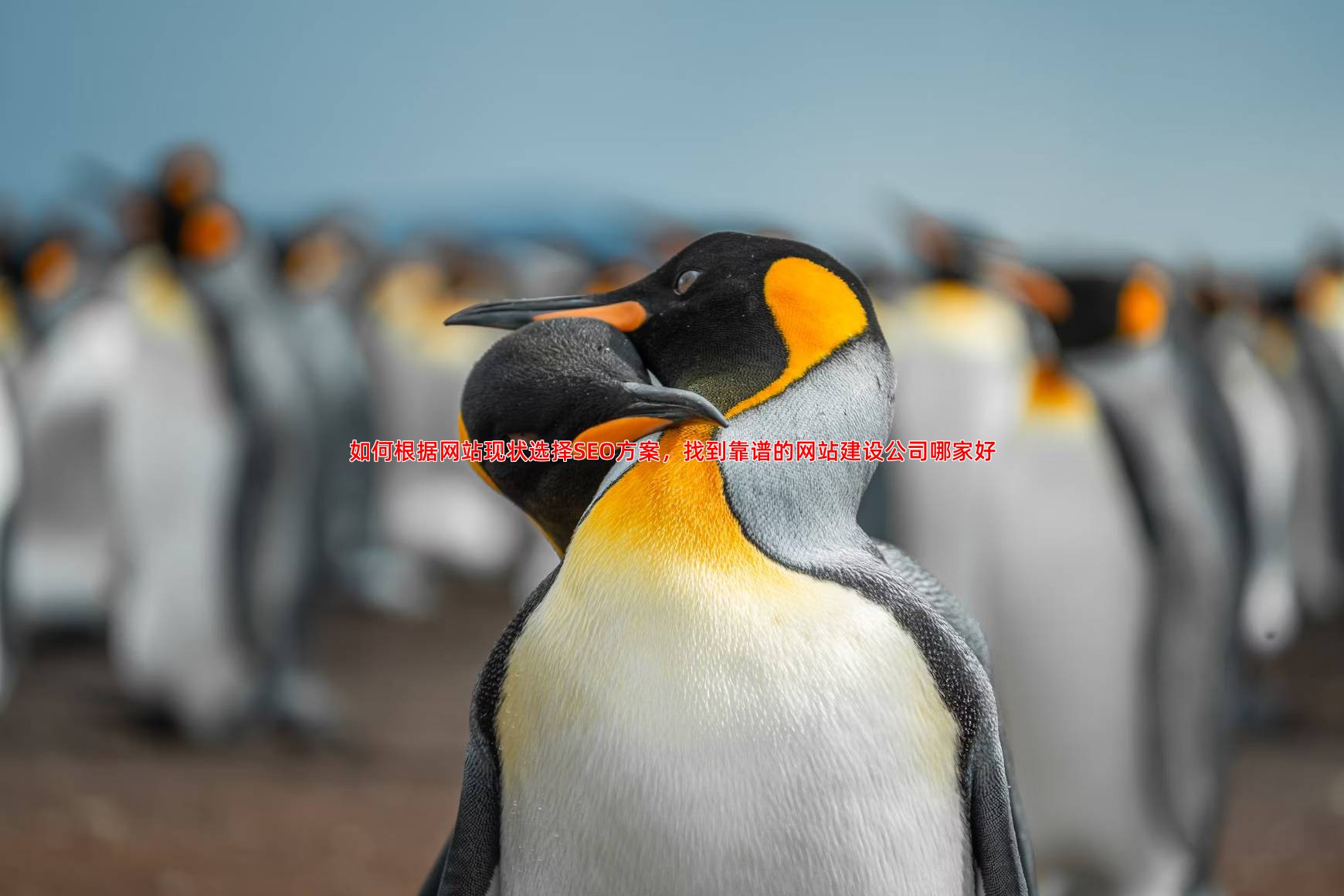 SEO优化费用从几千到几万，你的网站适合哪种方案