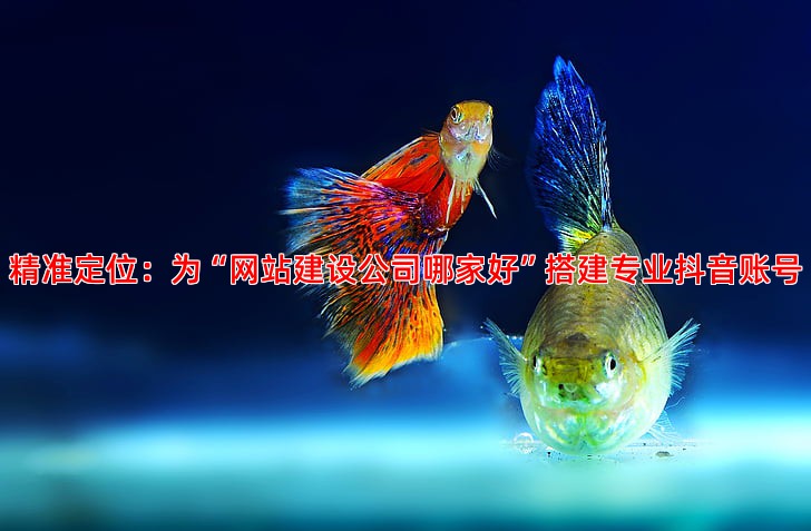 抖音精准引流技巧从账号搭建到内容运营全攻略