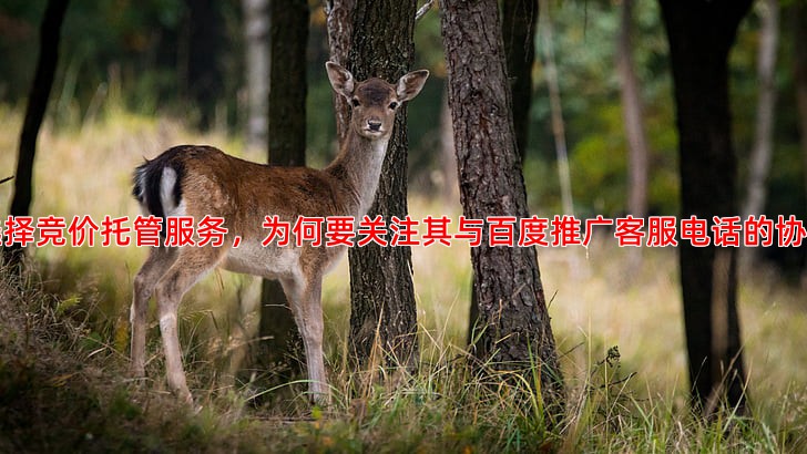竞价托管服务如何选择，效果显著的公司具备哪些特点