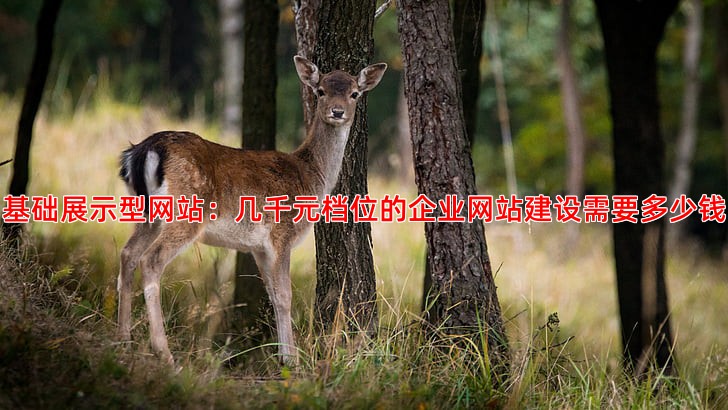 从几千到几万企业网站建设费用全解析