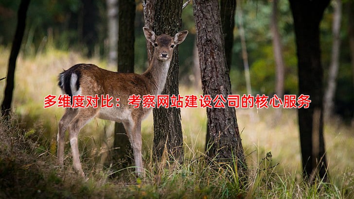 多维度对比：考察网站建设公司的核心服务
